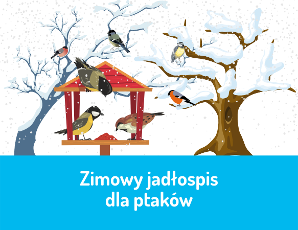 Zimowy jadłospis dla ptaków