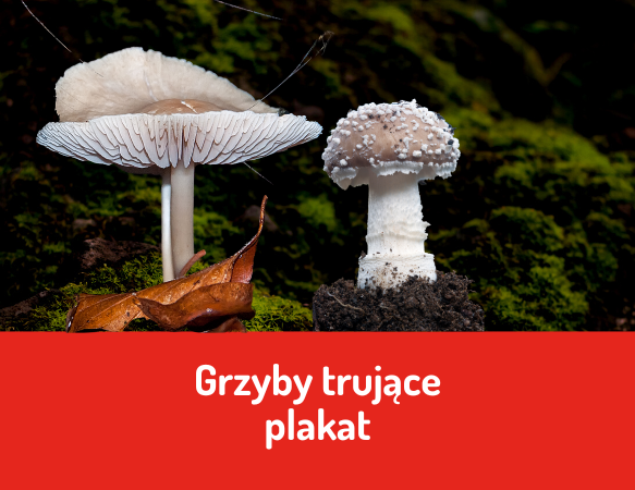 Grzyby trujące, nawet ich nie dotykaj!