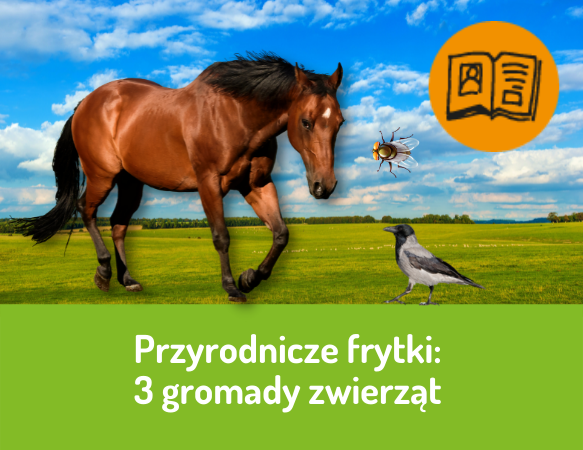 Przyrodnicze frytki – 3 gromady zwierząt (ssaki, owady, ptaki)