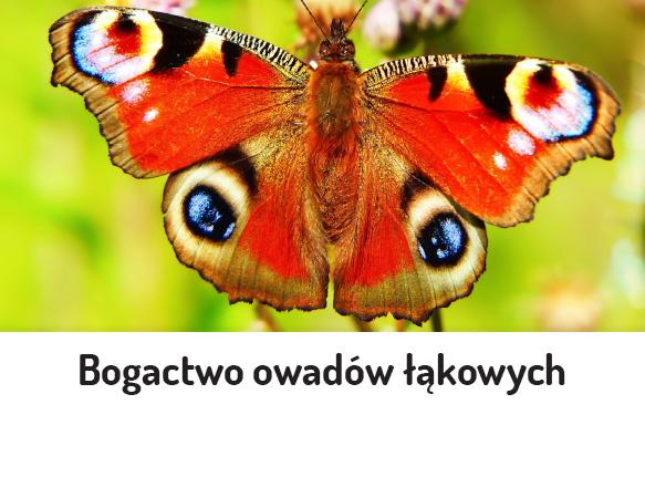 Bogactwo owadów łąkowych