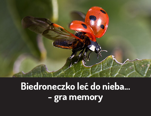 Biedroneczko, leć do nieba