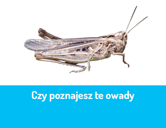 Czy poznajesz te owady