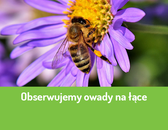 Obserwujemy owady na łące