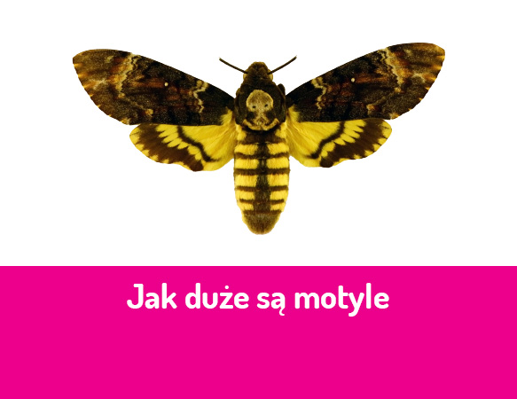 Jak duże są motyle