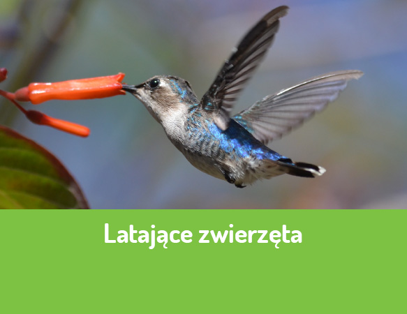 Latające zwierzęta