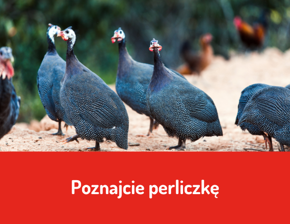 Poznajcie perliczkę