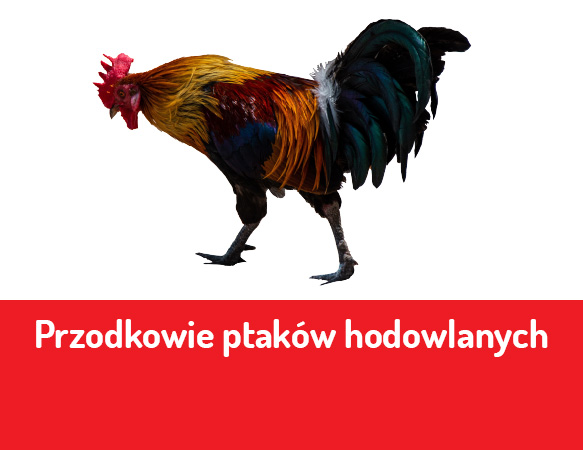 Przodkowie ptaków hodowlanych