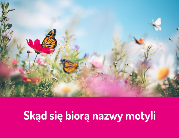 Skąd się biorą nazwy motyli?