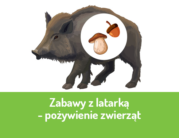 Zabawy z latarką - pożywienie zwierząt