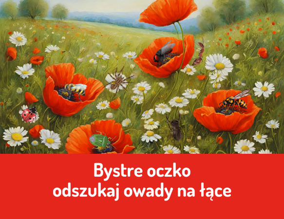 Bystre oczko – odszukaj owady na łące