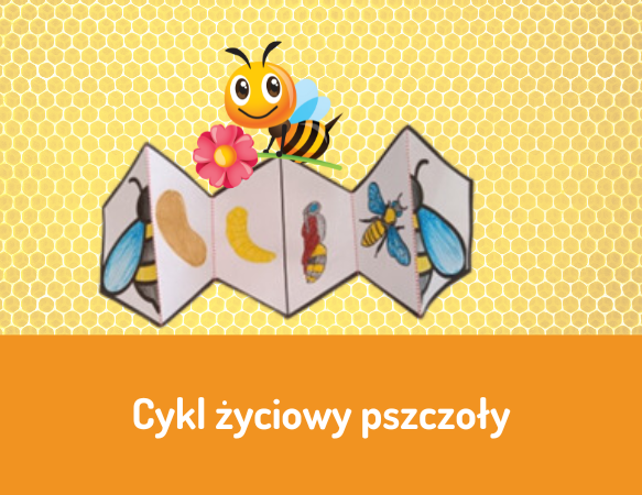 Cykl życiowy pszczoły