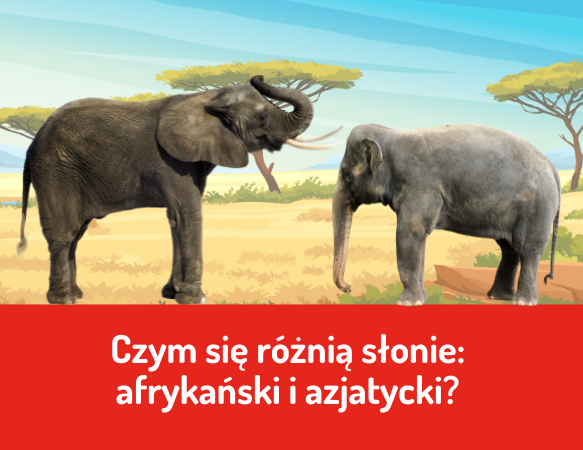 Czym się różnią słoń afrykański i azjatycki?