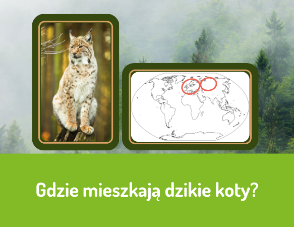 Gdzie mieszkają dzikie koty?