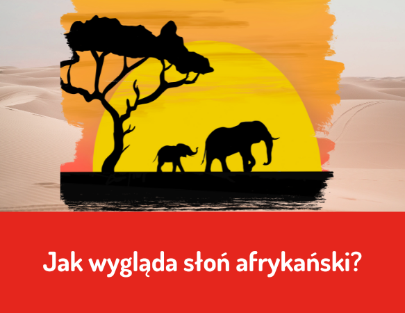 Jak wygląda słoń afrykański?