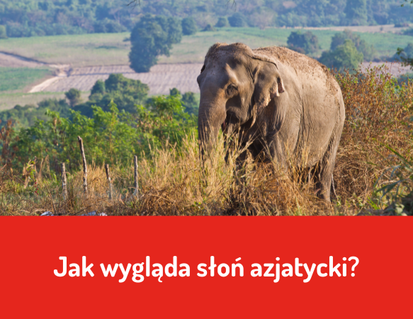 Jak wygląda słoń azjatycki?