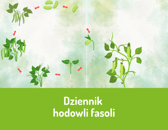 Dziennik hodowli fasoli