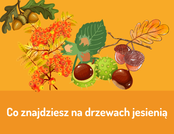 Co znajdziesz na drzewach jesienią