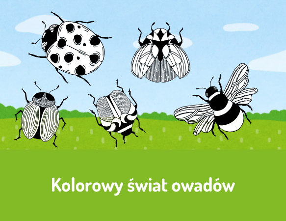 Kolorowy świat owadów