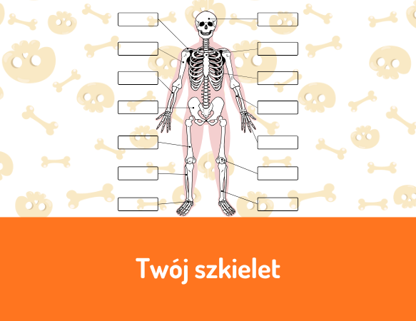Twój szkielet
