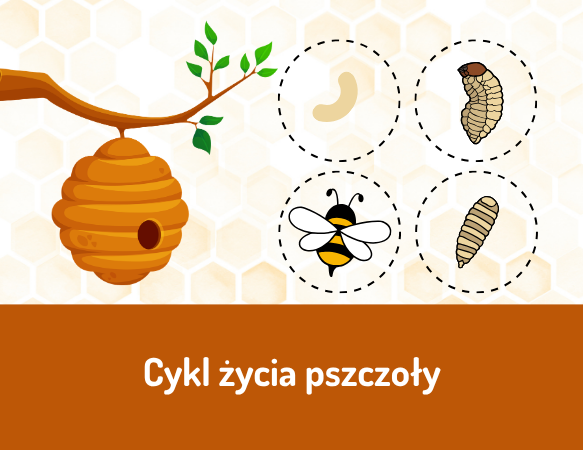 Cykl życia pszczoły