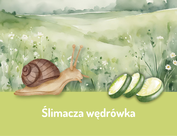 Ślimacza wędrówka