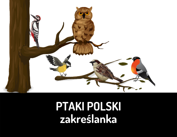 Polskie ptaki - zakreślanka