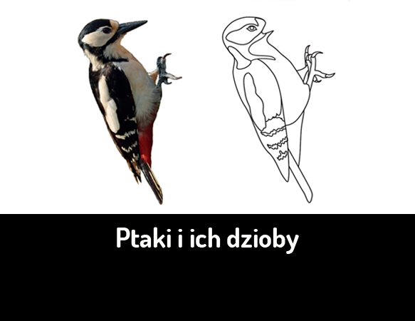 Ptaki i ich dzioby