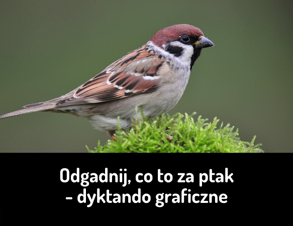 Odgadnij, co to za ptak – dyktando graficzne