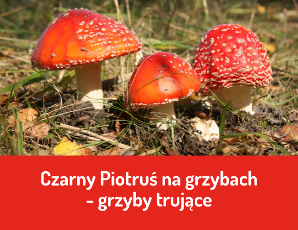 Czarny Piotruś na grzybach – grzyby trujące