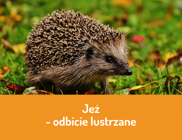 Jeż – odbicie lustrzane