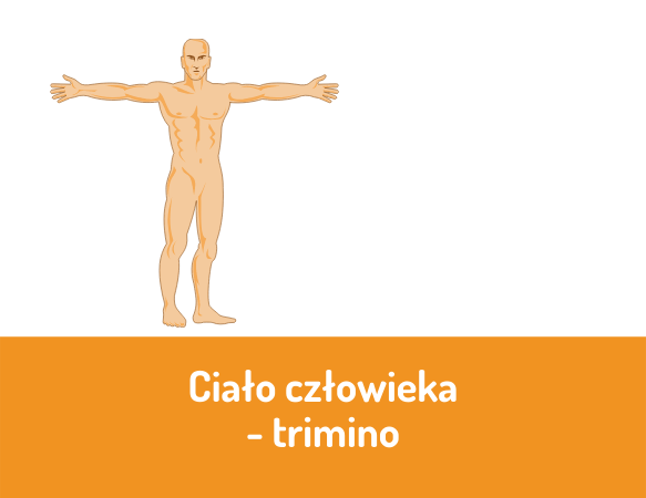 Ciało człowieka – trimino