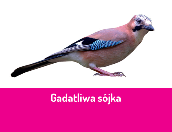 Gadatliwa sójka